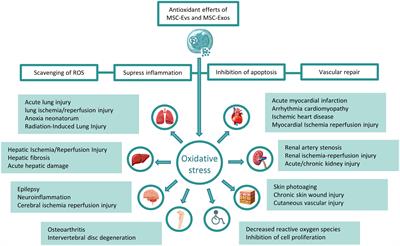 Research progress of extracellular vesicles and exosomes derived from mesenchymal stem cells in the treatment of oxidative stress-related diseases